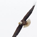 12SB2484 American Bald Eagle